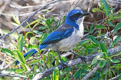 Island Scrub-Jay